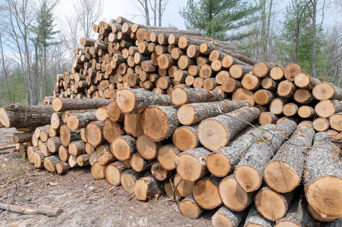 Forest Products Week celebrates the many ways wood can be used News